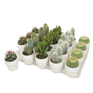 Mixed Cacti and Succulents – 5.5cm White Ceramic Pot