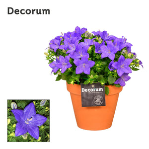 Blue Campanula ‘Napoli’ – 13cm Pot