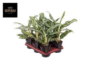Aglaonema ‘Laurel Green’ – 12cm Pot