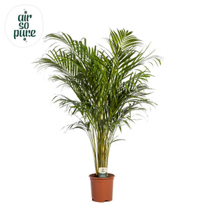 Areca Palm (Dypsis lutescens) – 85cm, 21cm Pot