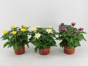 Mixed Chrysanthemum Houseplant – 15cm Pot