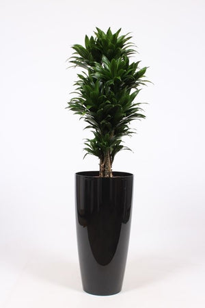 Dracaena Compacta Dragon Tree – 33cm Pot, 140cm High
