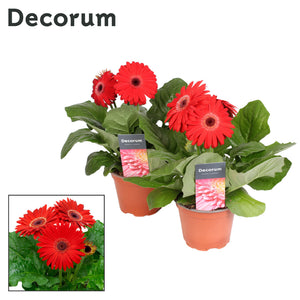 Red Gerbera Houseplant – 12cm Pot