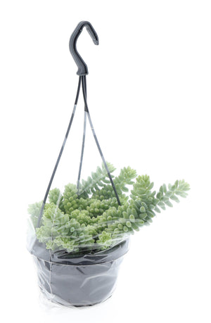 Sedum Burrito – 14cm Pot