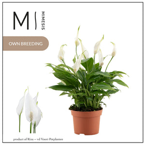 White Peace Lily (Spathiphyllum) – 10.5cm Pot