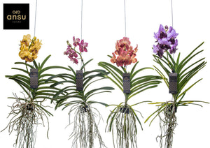 Blue Vanda Orchid (Vanda) – 15cm Pot