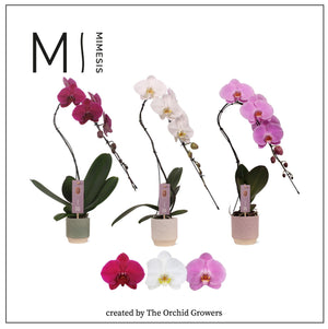 Mixed Phalaenopsis Orchid – 1 Stem, 12cm Ceramic Pot