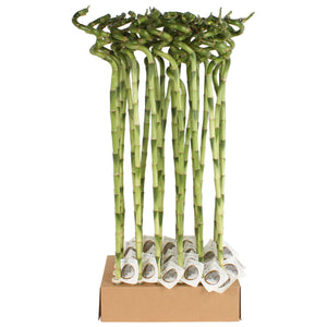 Lucky Bamboo Spiral (Dracaena sanderiana) – 5cm Pot