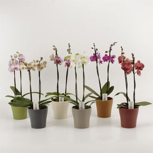 Mixed Phalaenopsis Orchid – 3 Stem, 12cm Ceramic Pot