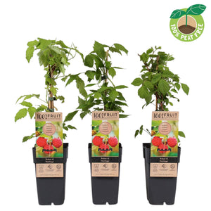 Heritage Raspberry Plant (Rubus idaeus) – 15cm Pot