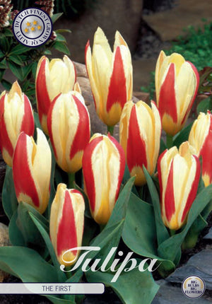 Tulipa kaufmanniana ‘The First’ Tulip Bulbs – 7 Bulbs