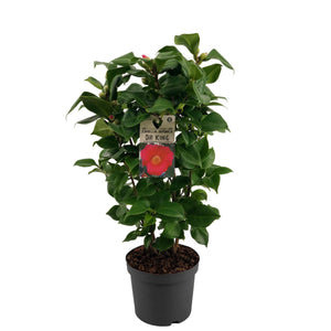 Camellia japonica 'Dr King' – 19cm Pot