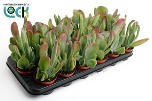 Kalanchoe oricula Green Houseplant – 8.5cm Pot