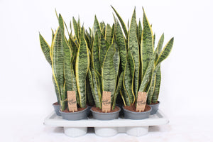 Sansevieria Laurentii Snake Plant – 14cm Pot