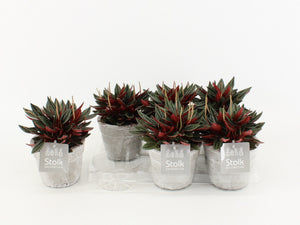 Red Peperomia Caperata – 11cm Stone-Effect Pot