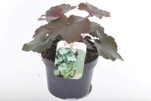Heuchera 'Palace Purple' – 13cm Pot