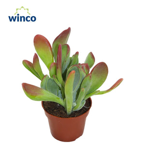 Kalanchoe Oricula – 8.5cm Pot