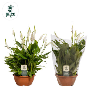 White Peace Lily (Spathiphyllum) – 17cm Pot