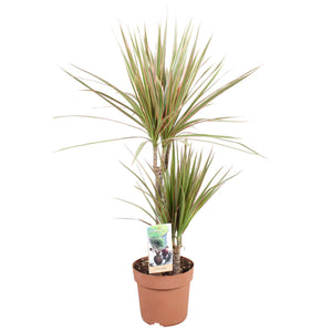 Dragon Tree (Dracaena marginata) – 17cm Pot