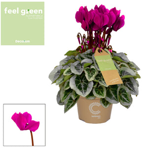 White Small-Flowered Cyclamen persicum – 10.5cm Pot