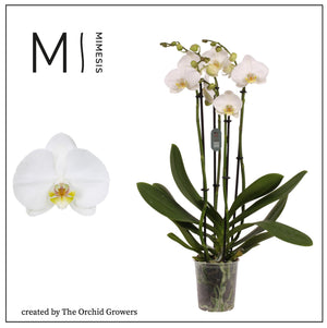 White Phalaenopsis Orchid – 12cm Pot, 70cm High