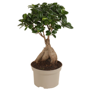 Ficus Ginseng Bonsai (Ficus microcarpa) – 15cm Pot