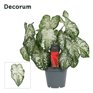 White Caladium – 17cm Pot, Approx. 50cm High