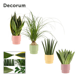 Mixed Green Houseplant in Naemi Ceramic Pot – 9cm