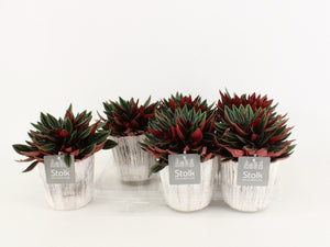 Red Ripple Peperomia (Peperomia caperata) – 13cm Pot