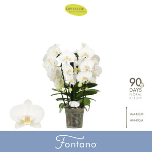 White Phalaenopsis Orchid ‘Fontano Bellagio’ – 12cm Pot