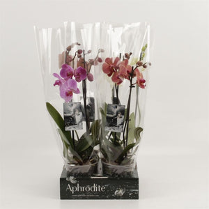 Mixed Phalaenopsis Orchid – 12cm Pot, 40cm High