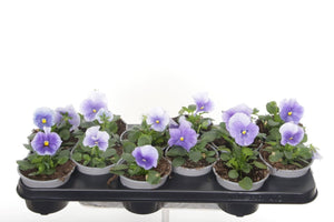 Light Blue Garden Viola (Viola × wittrockiana) – 11cm Pot