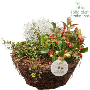 Salim Basket Plant Arrangement – 26cm Pot