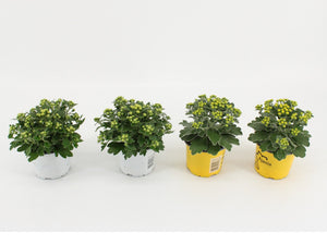 Ajania pacifica Chrysanthemum – 10.5cm Pot