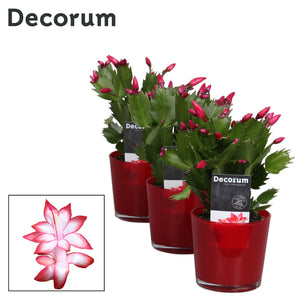 Red and White Christmas Cactus (Schlumbergera) – 9cm Pot
