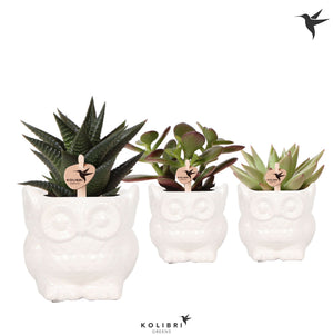 Mixed Succulent Arrangement in White Owl Ceramic Pot – 6cm
