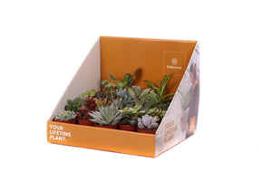 Mixed Succulent Plant – 5.5cm Pot, Approx. 25cm High