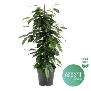 Weeping Fig (Ficus benjamina ‘Danita’) – 17cm Pot