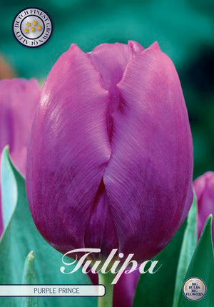 Purple Prince Triumph Tulip Bulbs – 12/+