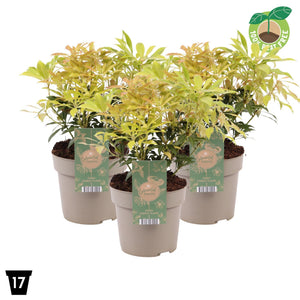 Japanese Pieris ‘Forest Flame’ – 17cm Pot