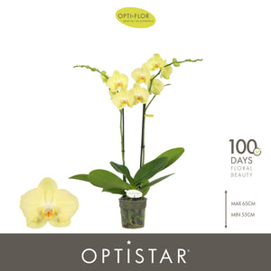Yellow Phalaenopsis Orchid – 12cm Pot, 60cm High