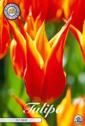 Tulipa Lily-Flowered ‘Fly Away’ Flower Bulbs – 7 Bulbs