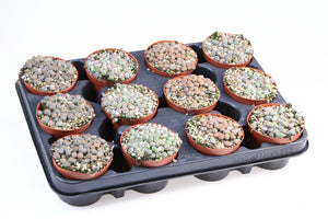 Living Stone Plant (Lithops) – 8.5cm Pot