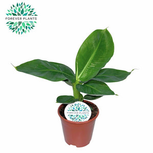 Dwarf Banana Plant (Musa) – 14cm Pot, 40cm High