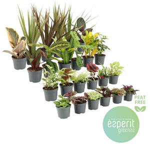 Mixed Green Houseplant – 8.5cm Pot
