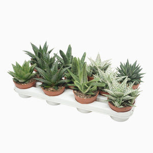 Mixed Aloe or Haworthia Succulent – 10.5cm Pot