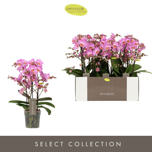 Honeybee Phalaenopsis Orchid – 3 Stem, 12cm Pot