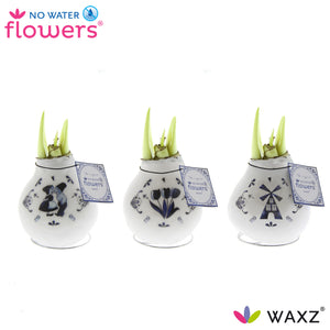 Delft Blue Waxed Amaryllis (Hippeastrum)