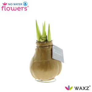 Gold Waxed Hippeastrum (Amaryllis) – 2 Stems