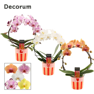 Mixed Phalaenopsis Orchid – 2 Stem, 12cm Ceramic Pot